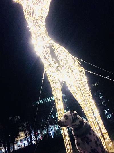 84. Foto-Challenge: In Szene gesetzt - dein Hund im Rampenlicht-Beitrag-Bild