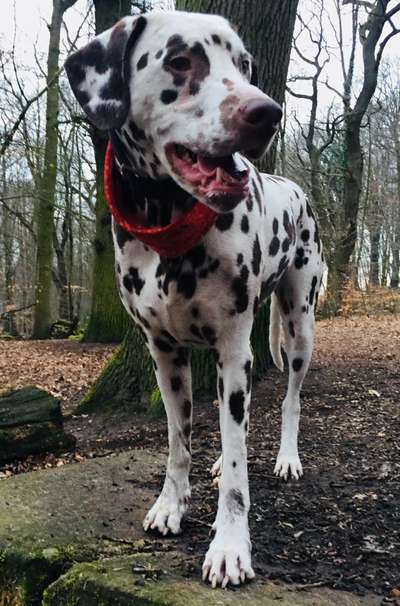 lustige Hunde Fotos-Beitrag-Bild