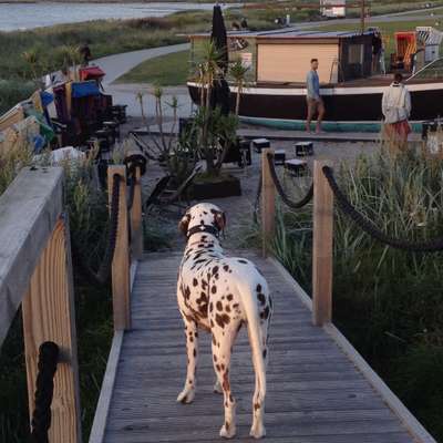 Dogorama Photo Challenge - Brücken-Beitrag-Bild