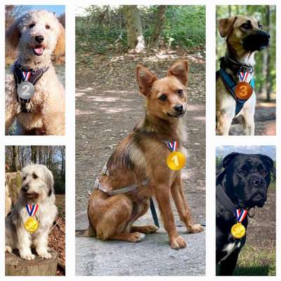 23. Handy Foto-Challenge-Beitrag-Bild