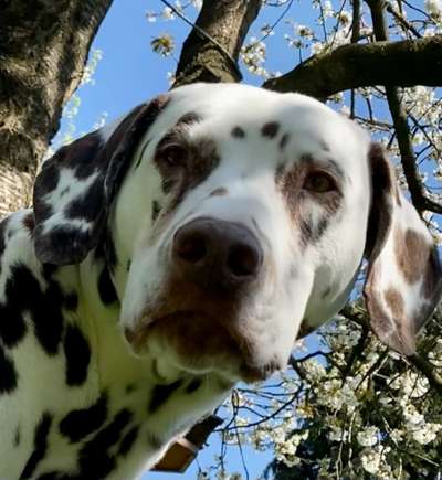 Dogorama Photo Challenge - Portrait-Beitrag-Bild