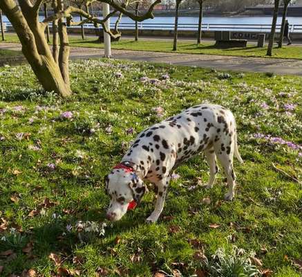 Dogorama Photo Challenge - die ersten Frühjahrsblumen-Beitrag-Bild