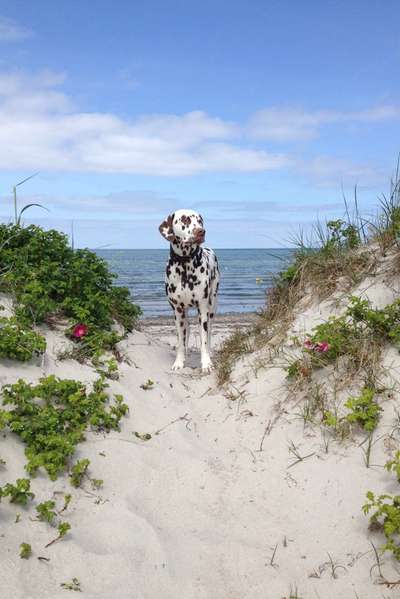 Die Dogorama Kalender Challenge 4/4-Beitrag-Bild