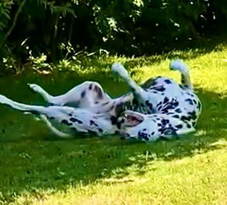 Dogorama Photo Challenge - Wälzen-Beitrag-Bild