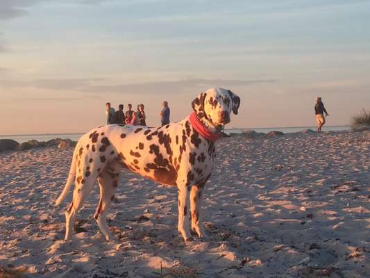 Fotochallenge NR. 123     -Karneval der Tiere--Beitrag-Bild