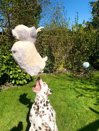 60. Handy Fotochallenge  -gleich schnapp ich es--Beitrag-Bild