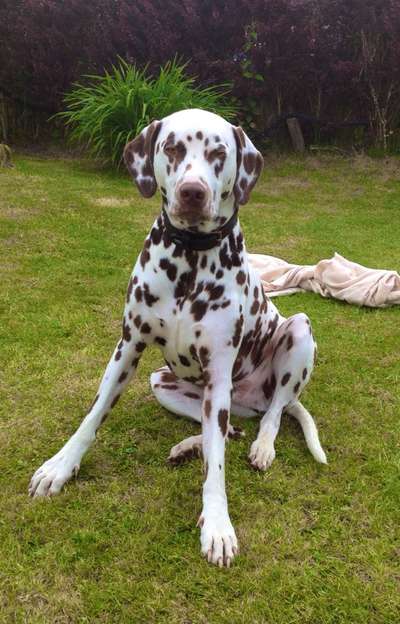 Welpenfotos-Beitrag-Bild