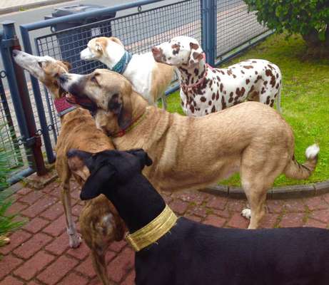 Dogorama Photo Challenge - Festliches Accessoires-Beitrag-Bild