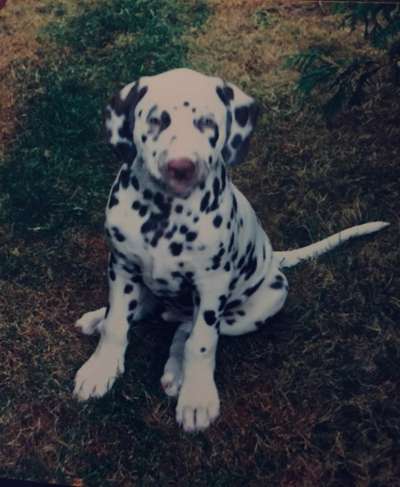 Welpenfotos-Beitrag-Bild