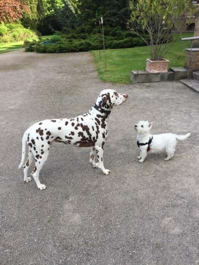 Dogorama Photo Challenge - Gegensätze-Beitrag-Bild