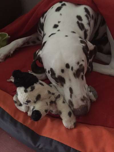 Euer Hund und sein Lieblingskuscheltier-Beitrag-Bild