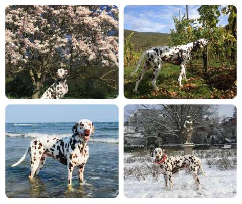 55.Fotocollagen  Challenge  4 Jahreszeiten-Beitrag-Bild