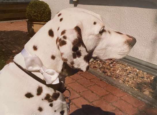 Fotochallange nr. 106
Der geschmückte Hund.-Beitrag-Bild