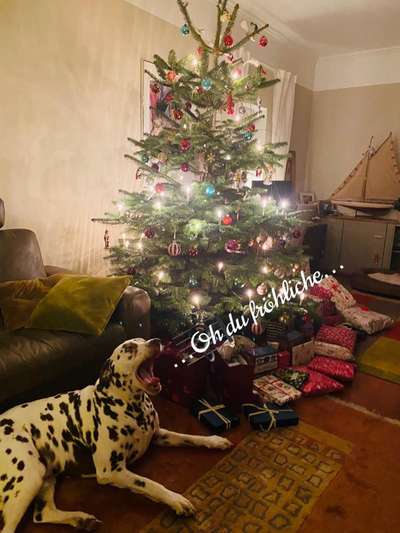 Dogorama Photo Challenge - Bescherung-Beitrag-Bild