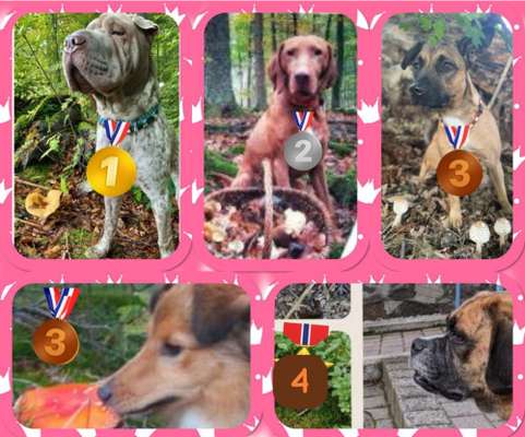 59. Foto-Collagen- Challenge: Pilze-Beitrag-Bild