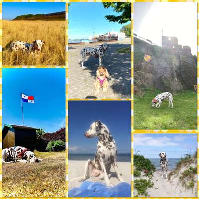 52. Collagenchallenge: Dein Hund im Sonnenschein-Beitrag-Bild