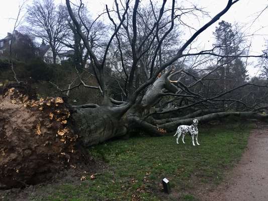 Dogorama Photo Challenge - Mein Holz und ich-Beitrag-Bild