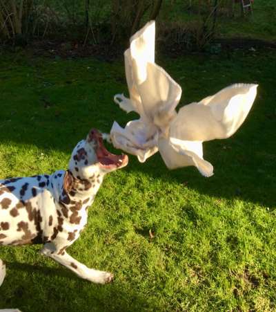 Fotochallenge 110: Lustige und schöne Schnappfotos-Beitrag-Bild