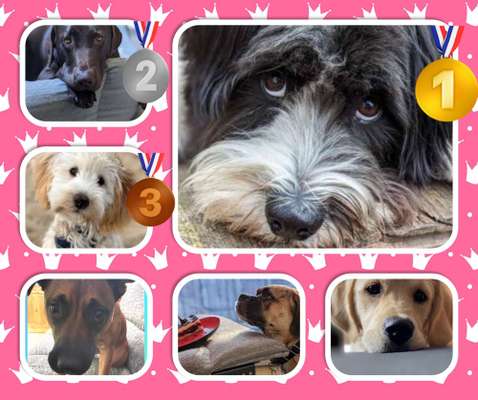 35.Collagen Challenge:„Bettelblick"-Beitrag-Bild