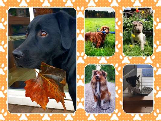 19. Handy - Foto - Challenge-Beitrag-Bild