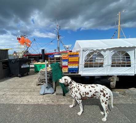 68. Handy Foto Challenge: "Ins Netz gegangen"-Beitrag-Bild