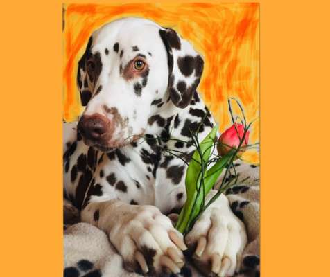 Dogorama Photo Challenge - Details Ganz nah-Beitrag-Bild