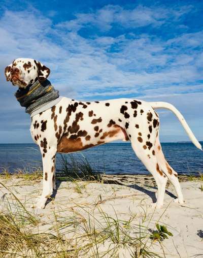 149. Foto Challenge: Wer ist hier der Boss!-Beitrag-Bild