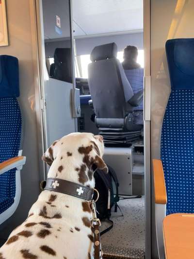 Die Dogorama Wochen Challenge-Beitrag-Bild