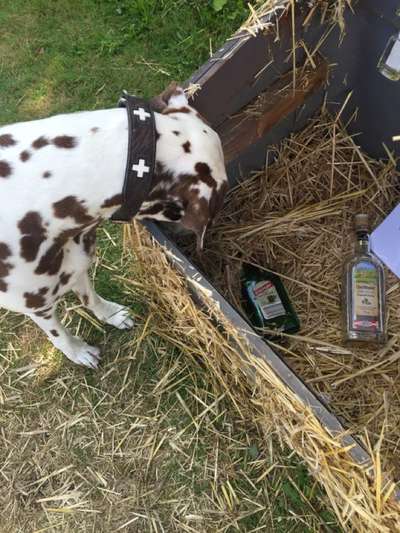 Dogorama Foto Challenge - Erwischt-Beitrag-Bild