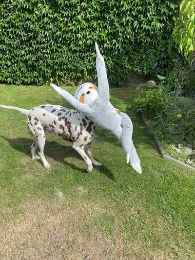 Bild wo euer Hund quatsch macht-Beitrag-Bild