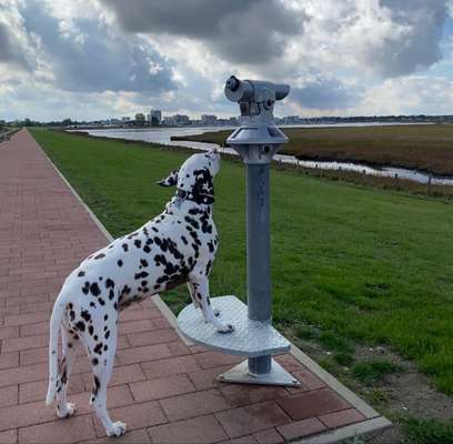 25. Handy Foto Challenge-Beitrag-Bild