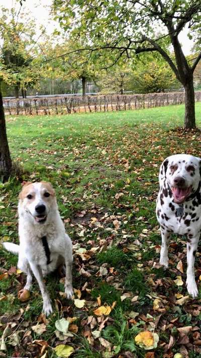 Bester Freund, Hundekumpel - zeigt her!-Beitrag-Bild