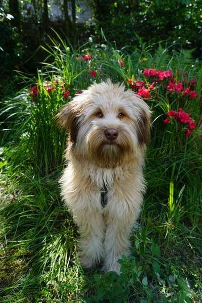 Mischlinge raten - Rätselspaß-Beitrag-Bild