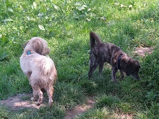 Mischlinge raten - Rätselspaß-Beitrag-Bild