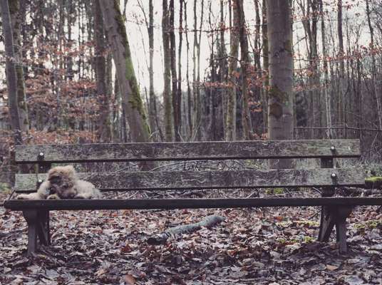 Wald Bild-Beitrag-Bild