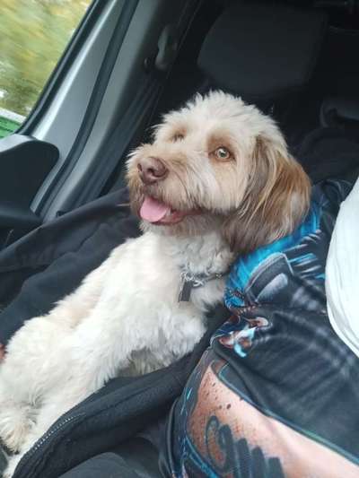 FOTOCHALLENGE 70 - Dein Hund im Auto-Beitrag-Bild