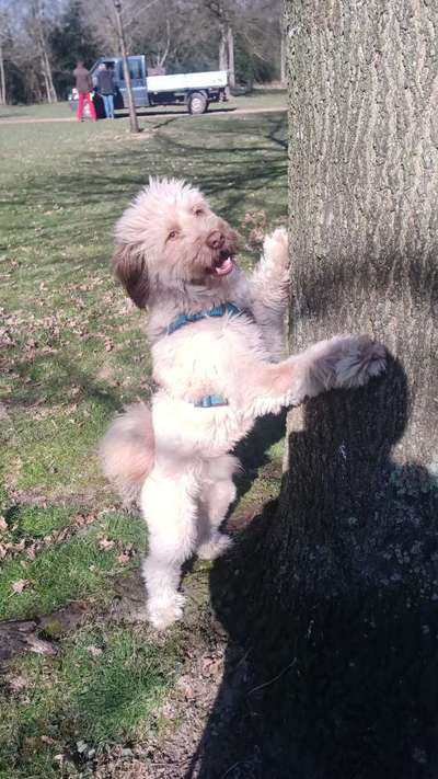 Mischlinge raten - Rätselspaß-Beitrag-Bild