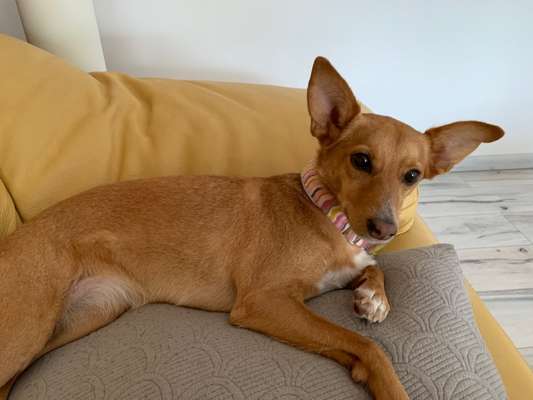 Podencomischling oder Podenco-Beitrag-Bild