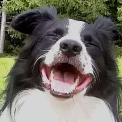 Hundetreffen-Gemeinsam die Welt entdecken (Gassi)-Bild