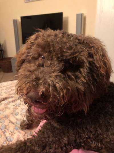Lagotto Romagnolo Besitzer-Beitrag-Bild