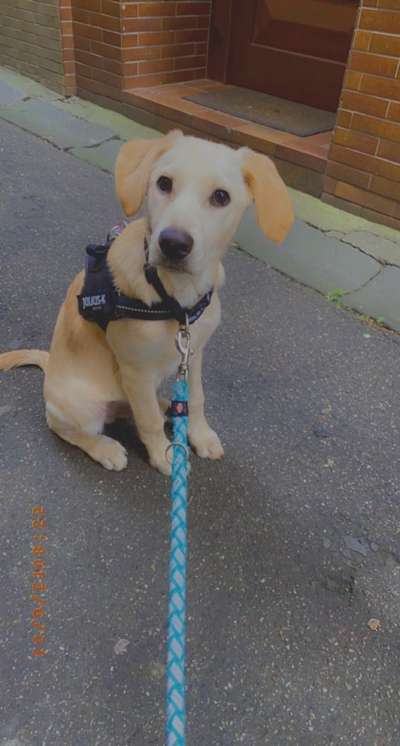 Die Dogorama Kalender Challenge Titelbild-Beitrag-Bild