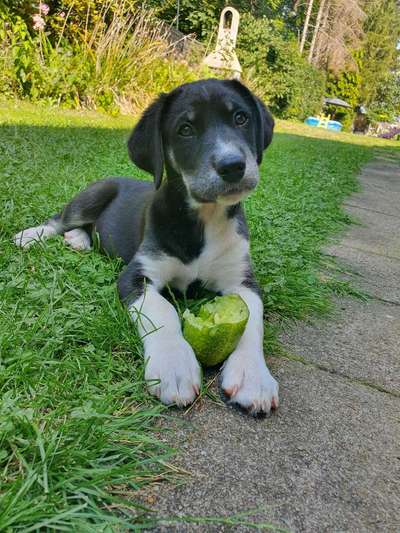 Welpen Bilder !-Beitrag-Bild