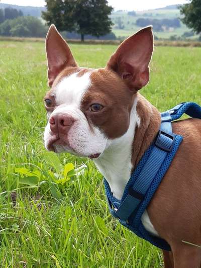 Die Dogorama Kalender Challenge Titelbild-Beitrag-Bild