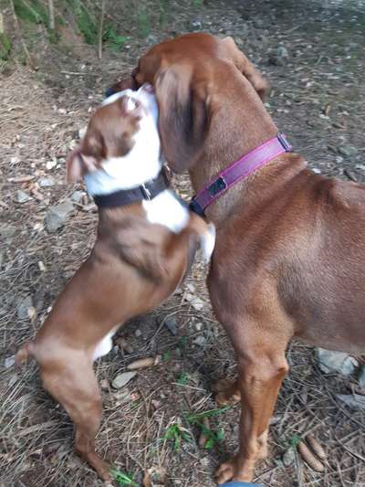 Fotochallenge Nr. 51 "Euer Hund mit anderen Tieren"-Beitrag-Bild