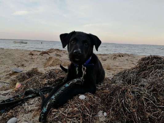 Welpen Bilder !-Beitrag-Bild