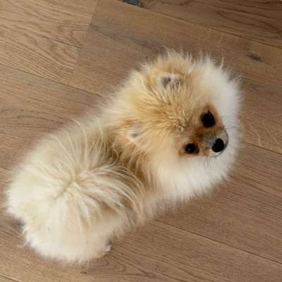 Hundetreffen-Spiel und Spass🐶🐾-Bild