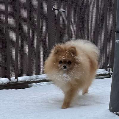 Hundetreffen-Spiel und Spass🐶🐾-Bild