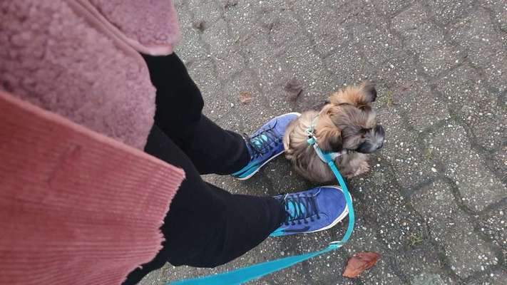 Hundetreffen-Gassi/Spiel/bissl Training mit Klein-Hund kompatiblem Hundekumpel-Bild