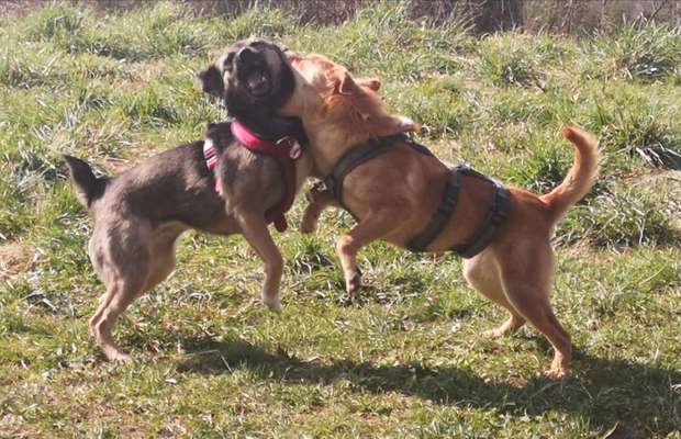 Hunde in Action-Beitrag-Bild