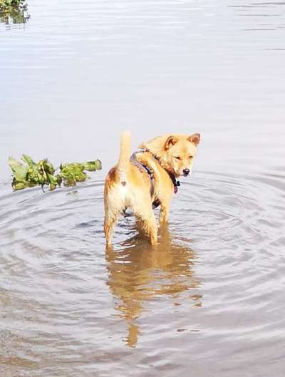 Hunde in Action-Beitrag-Bild